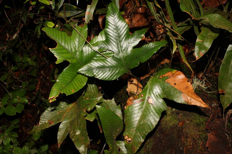 Selliguea triloba