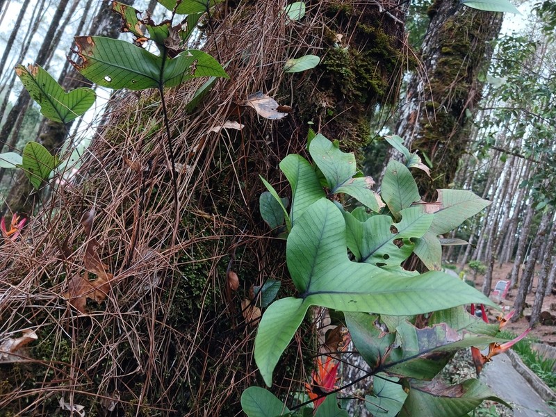 Selliguea triloba photo 2
