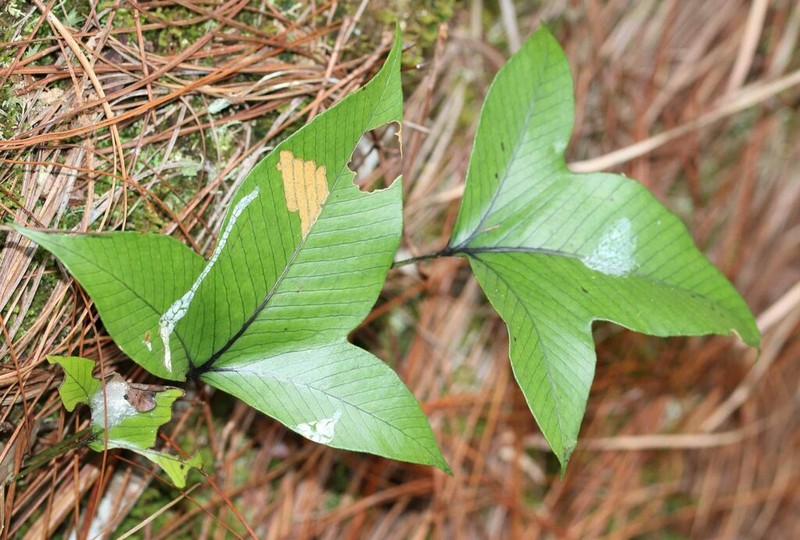 Selliguea triloba photo 4