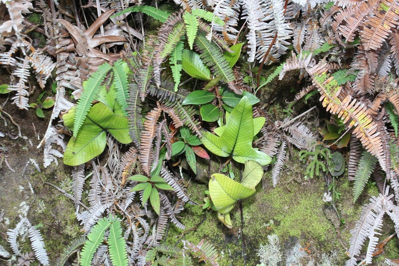 Selliguea triloba photo 5