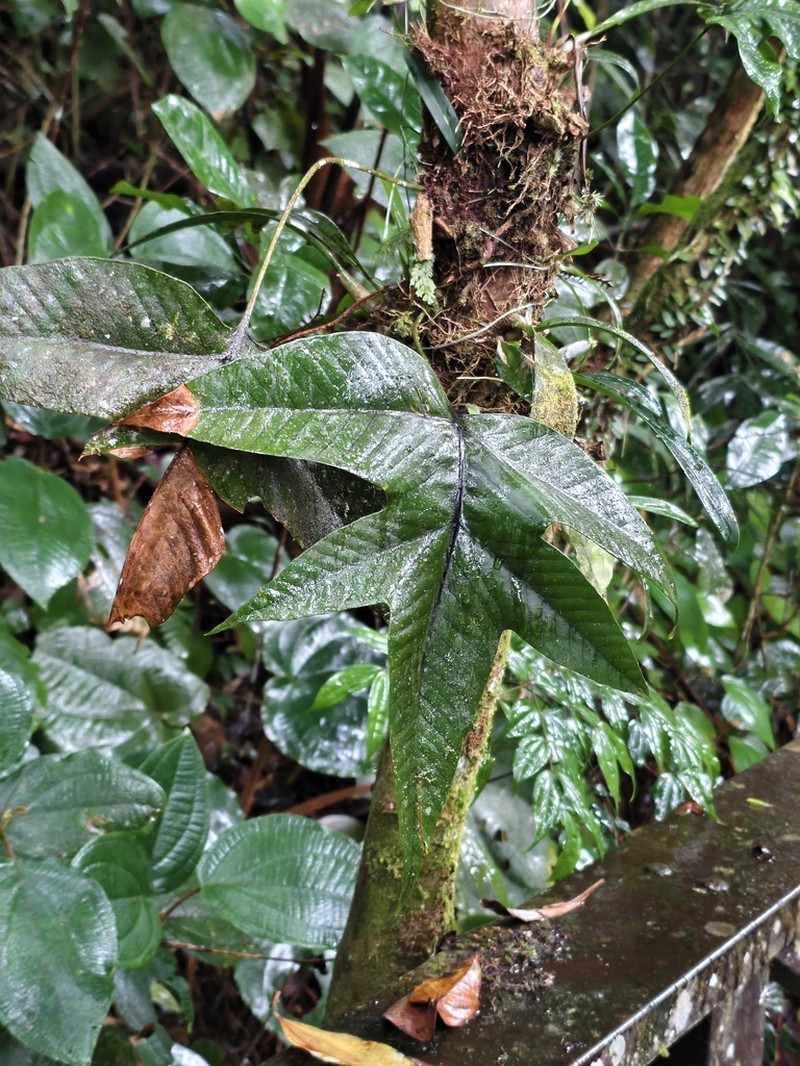 Selliguea triloba photo 6