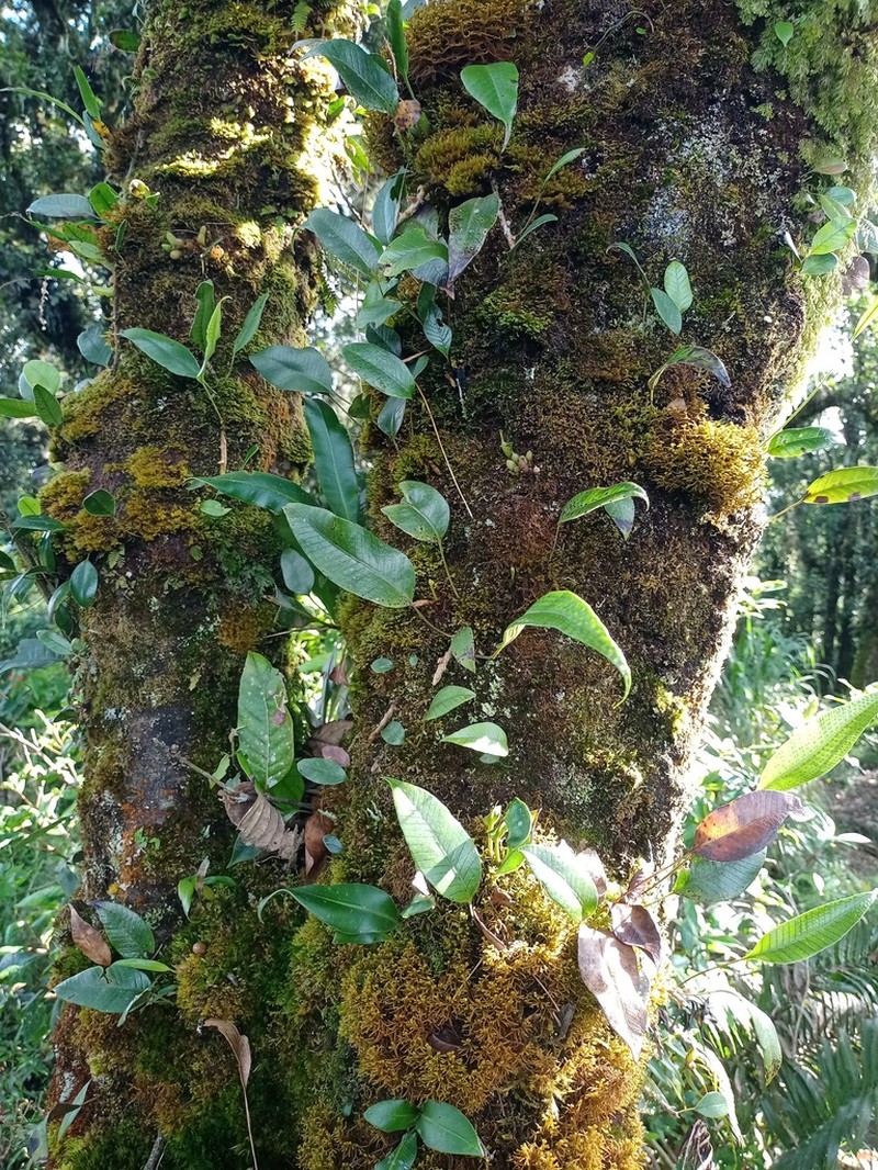Selliguea triquetra