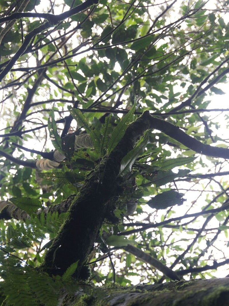 Selliguea triquetra photo 2
