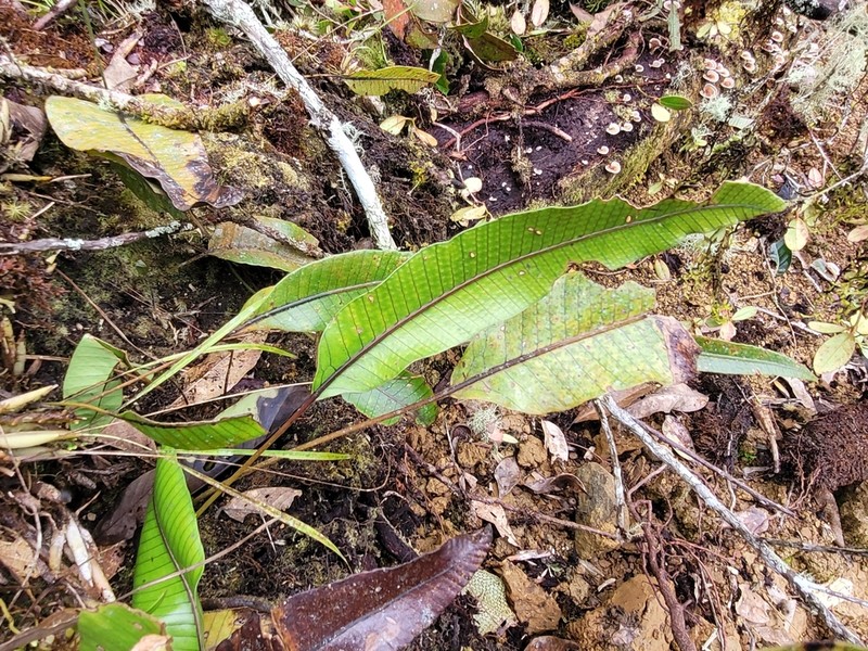 Selliguea triquetra photo 4
