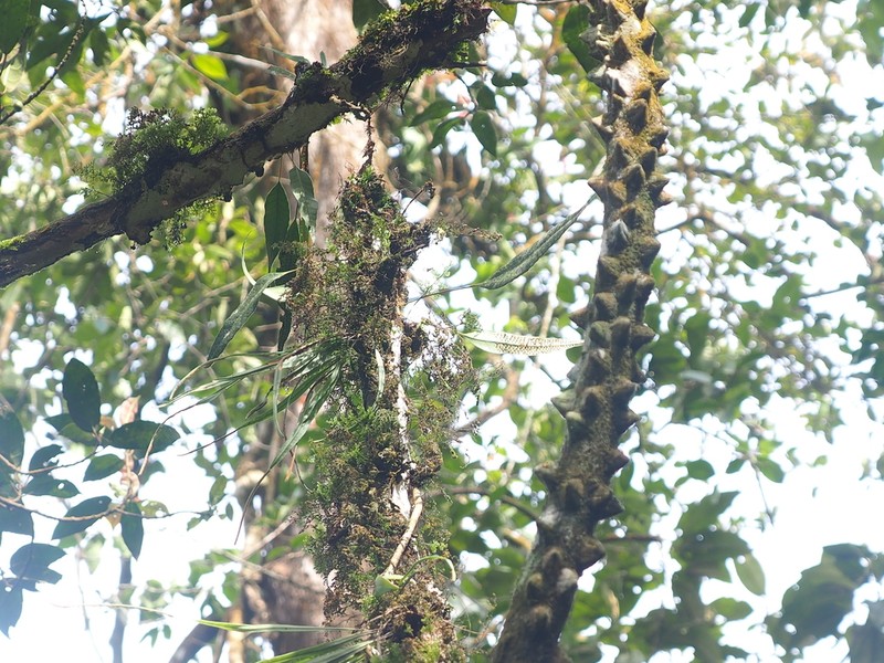 Selliguea triquetra photo 6