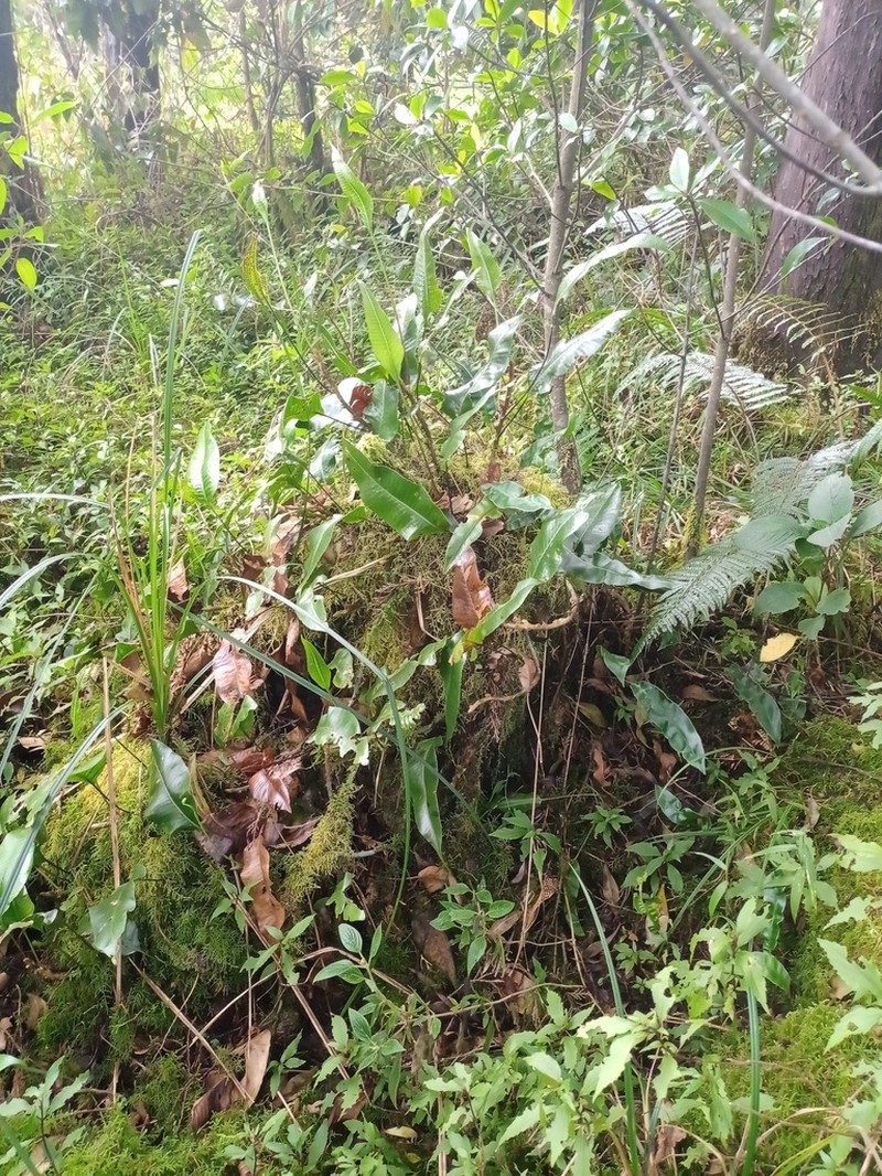 Selliguea triquetra photo 7