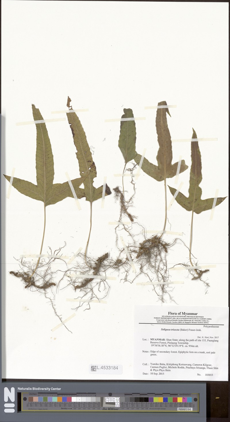 Selliguea trisecta