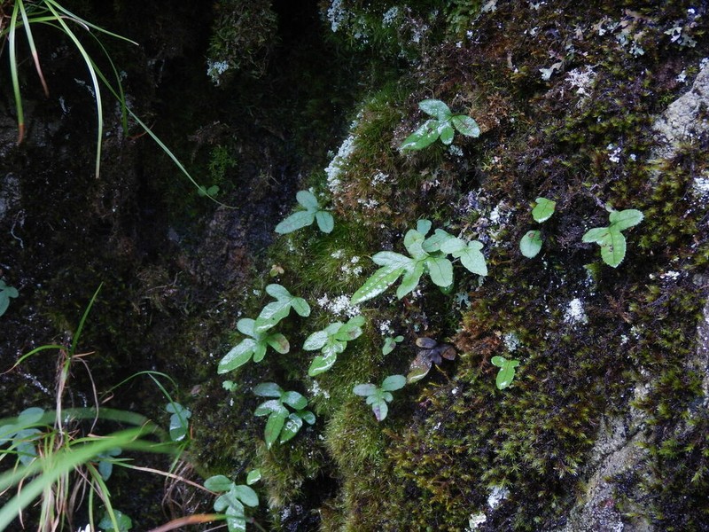 Selliguea veitchii photo 2