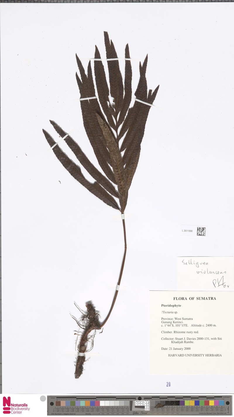 Selliguea violascens