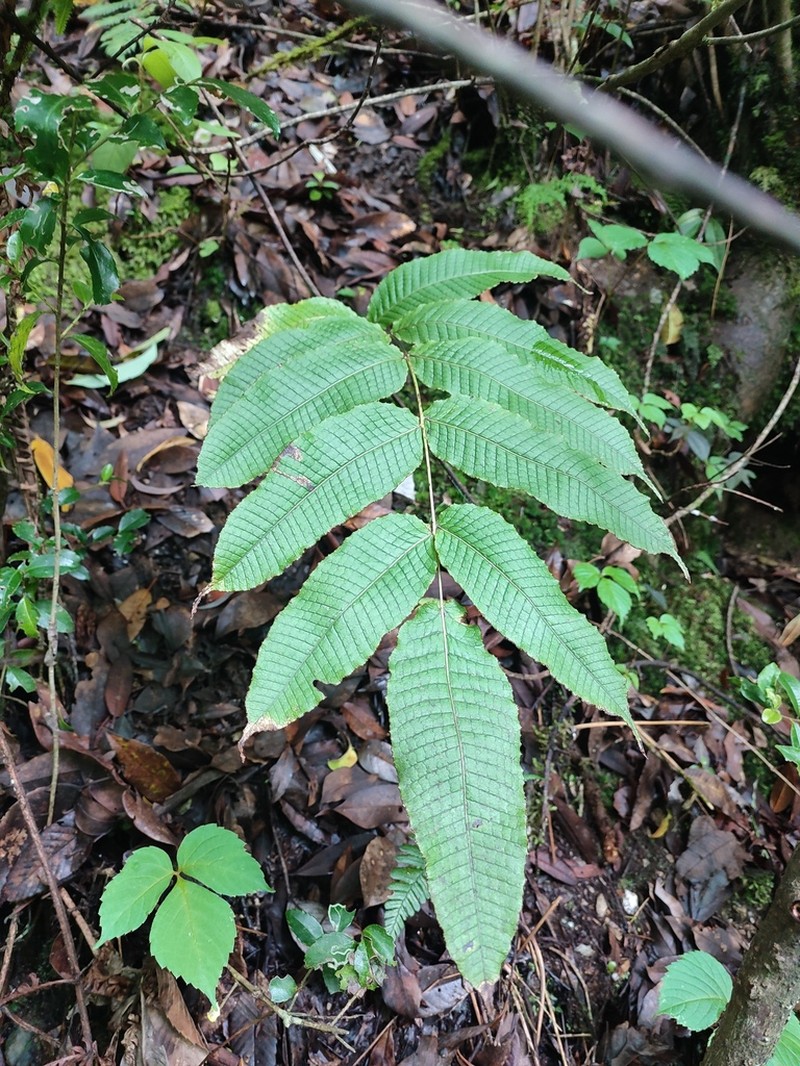 Selliguea wardii