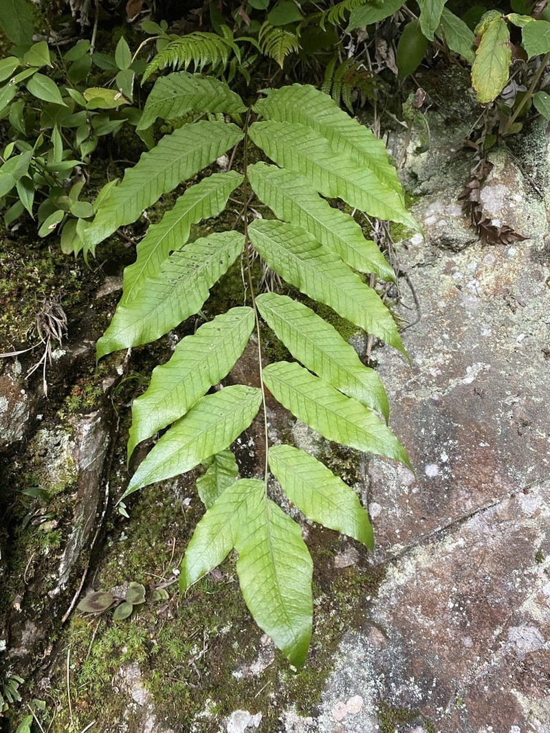 Selliguea wardii photo 2