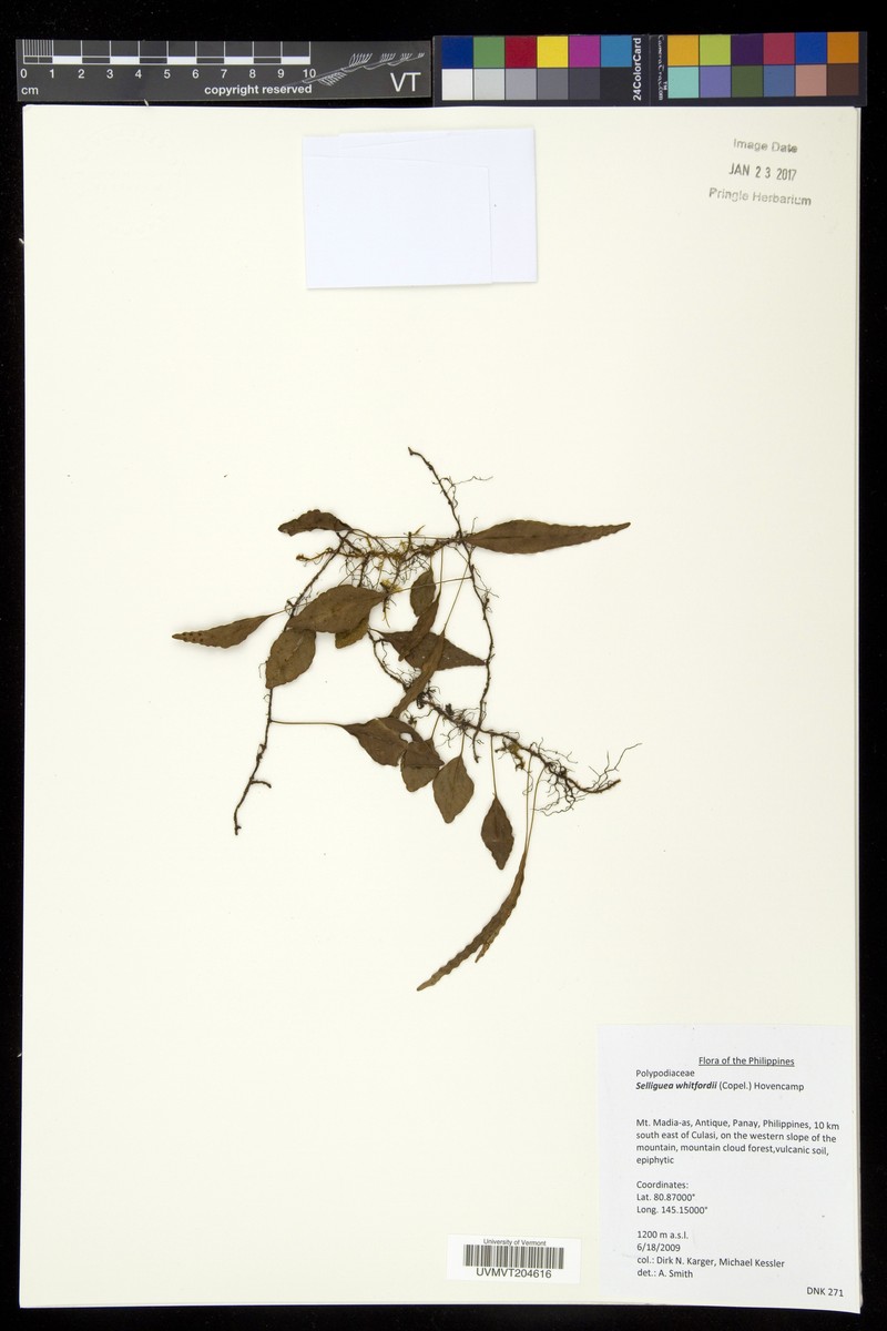 Selliguea whitfordii