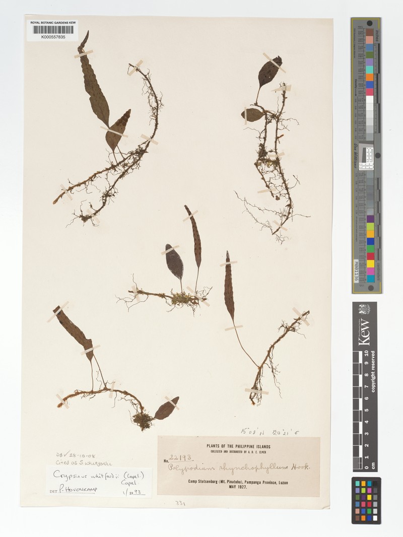 Selliguea whitfordii photo 3