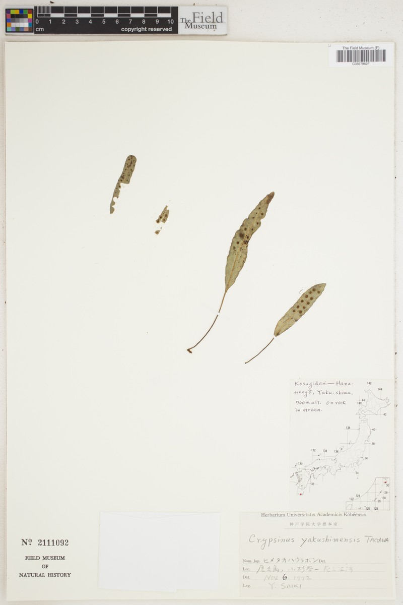 Selliguea yakuinsularis