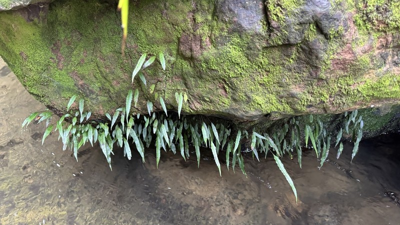 Selliguea yakushimensis