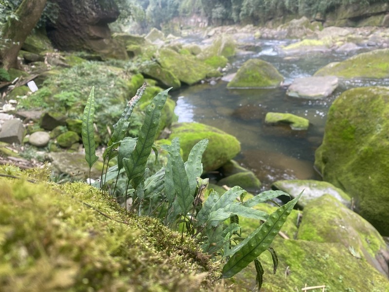 Selliguea yakushimensis photo 2