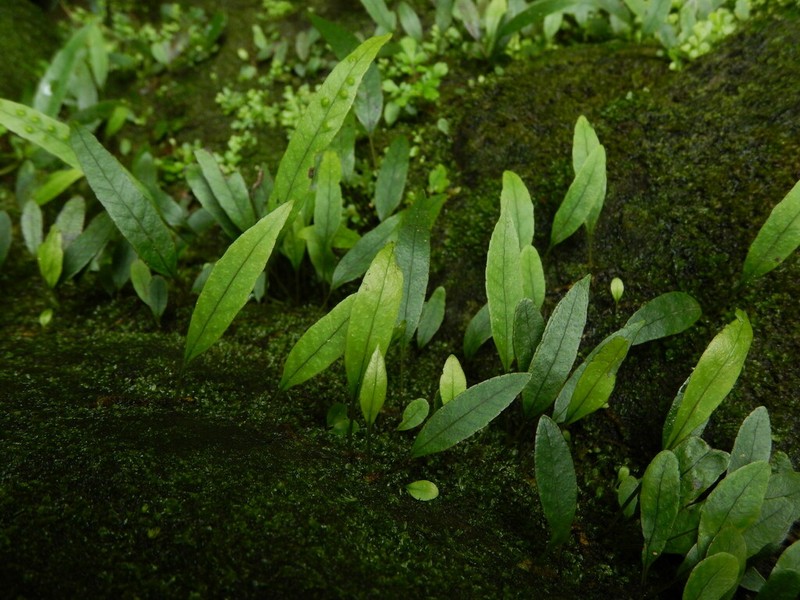 Selliguea yakushimensis photo 3