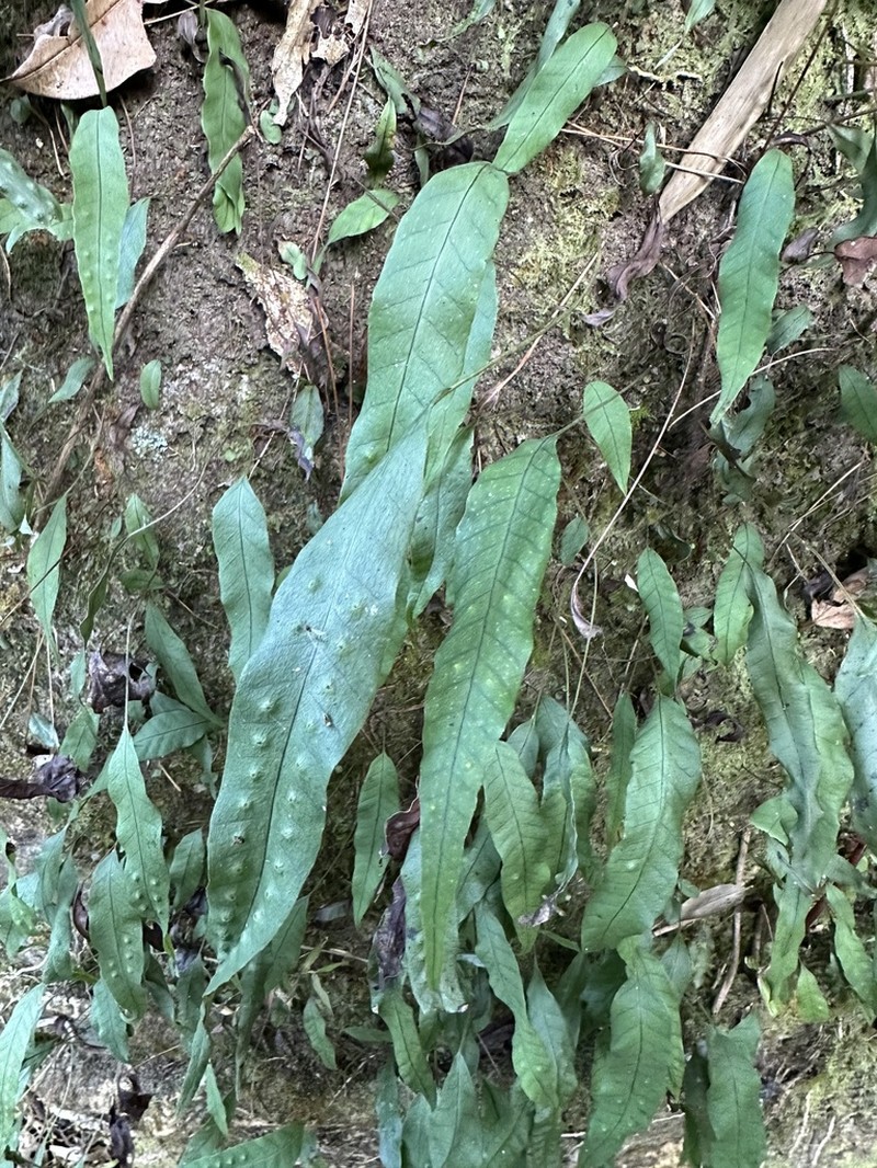 Selliguea yakushimensis photo 4