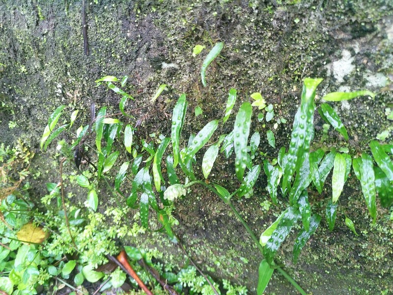 Selliguea yakushimensis photo 6