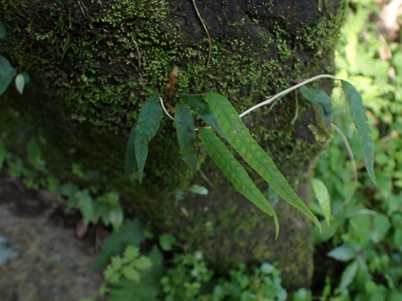 Selliguea yakushimensis photo 7