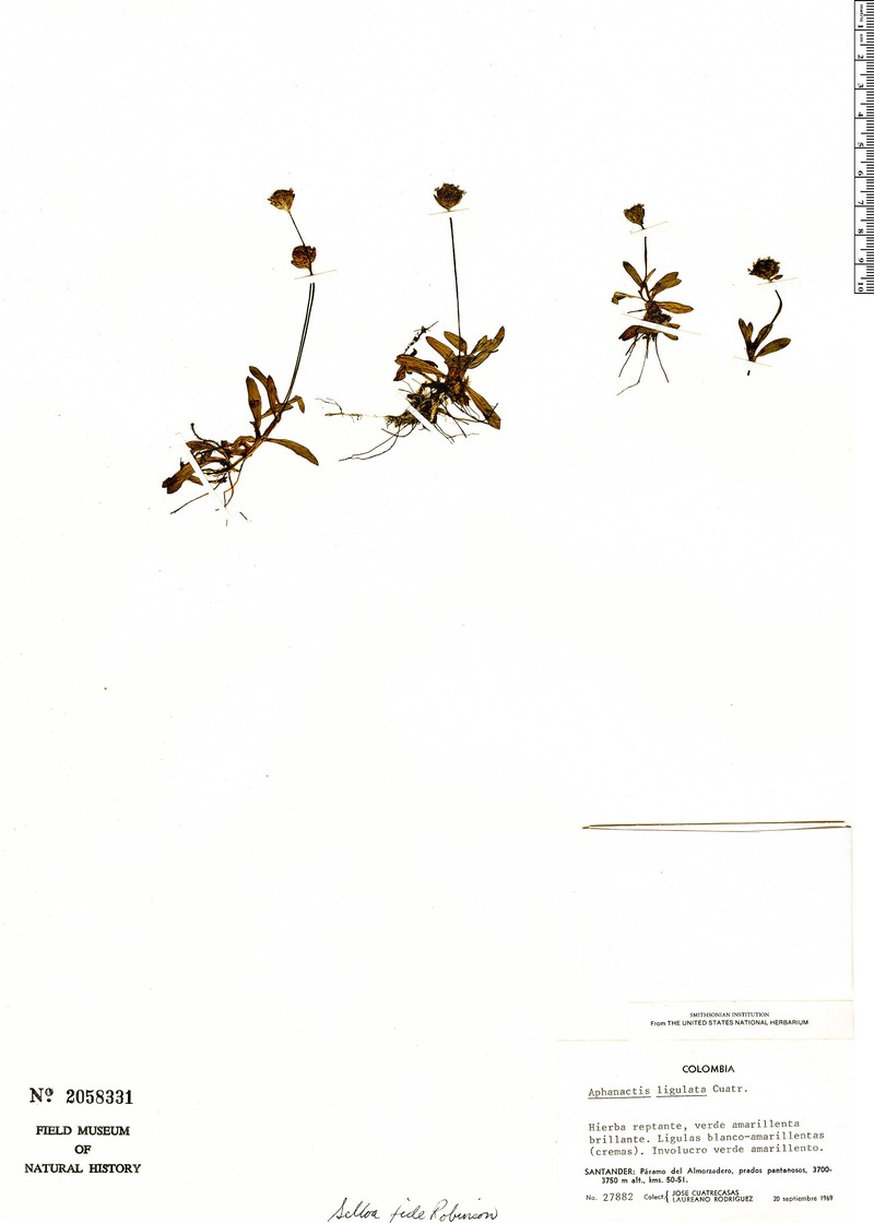 Selloa ligulata