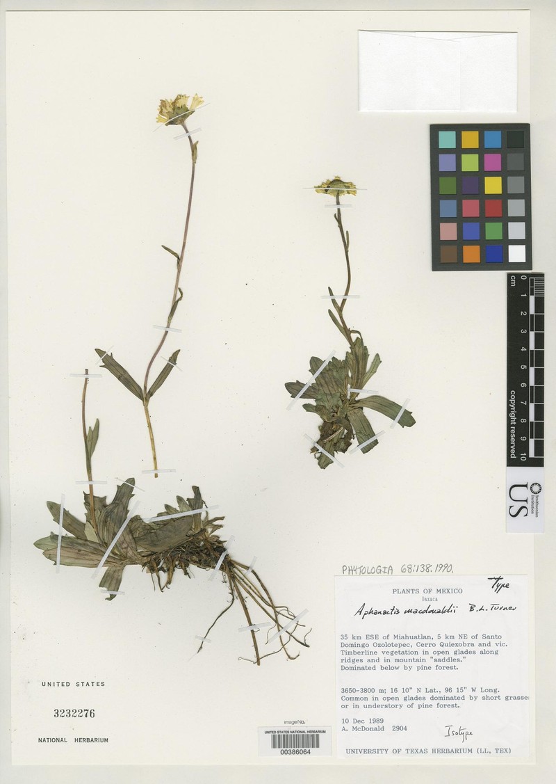 Selloa macdonaldii