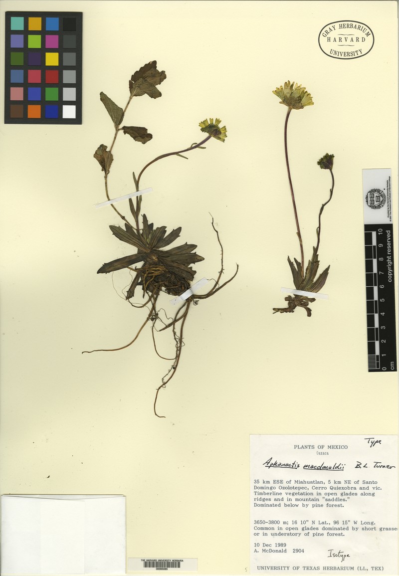 Selloa macdonaldii photo 2