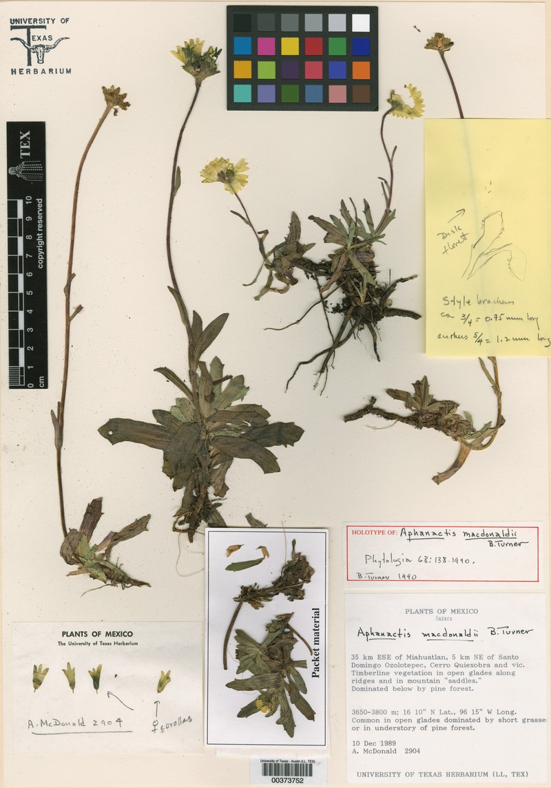 Selloa macdonaldii photo 3