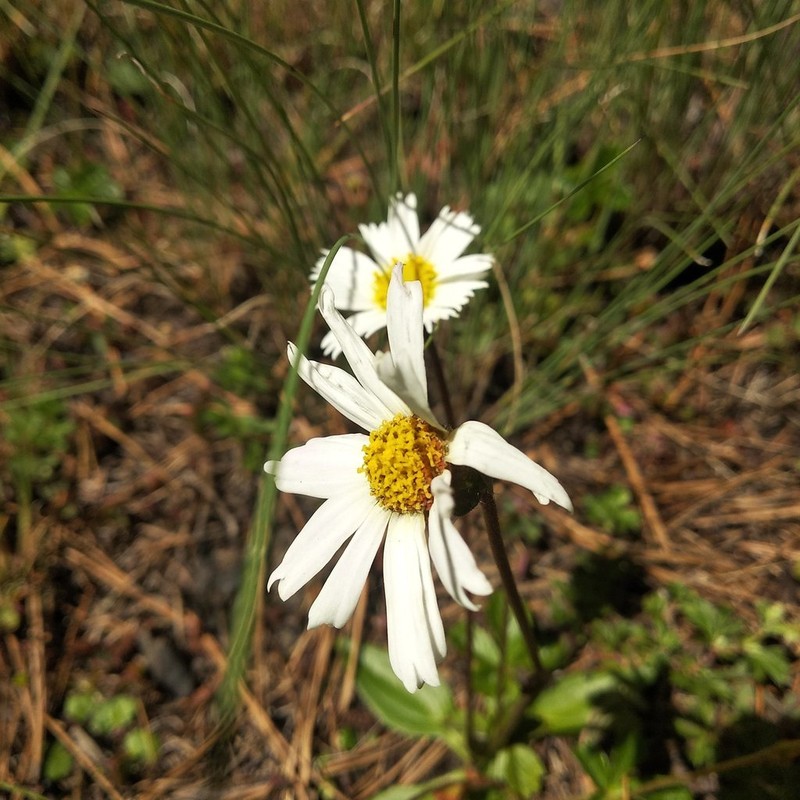 Selloa plantaginea