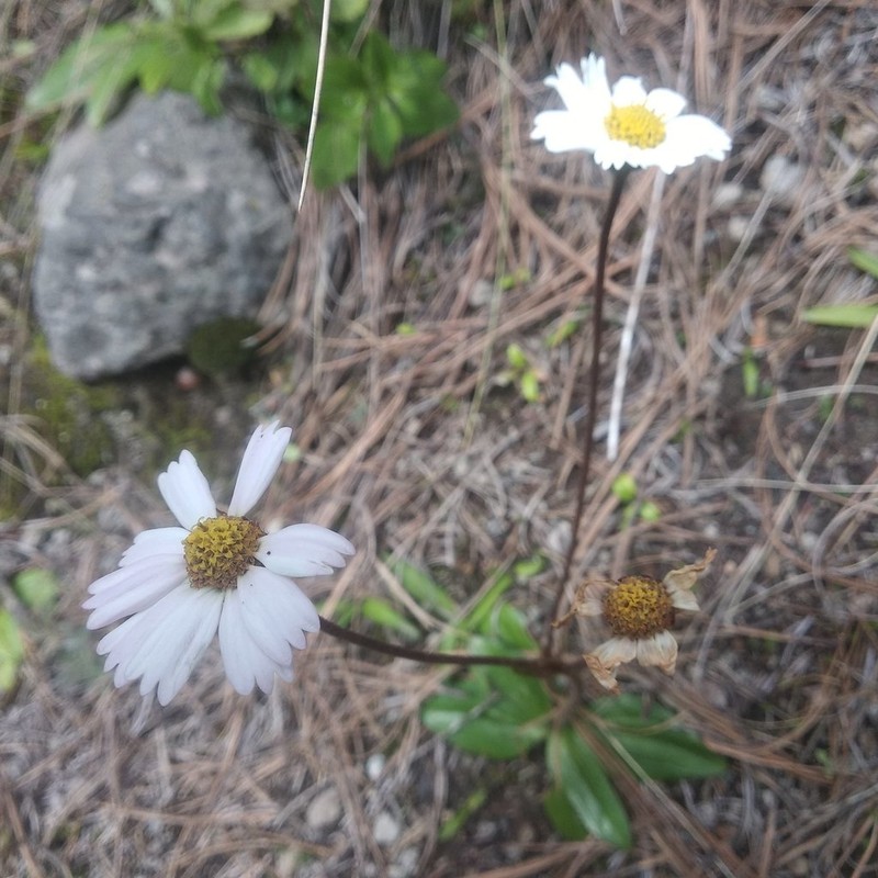 Selloa plantaginea photo 2