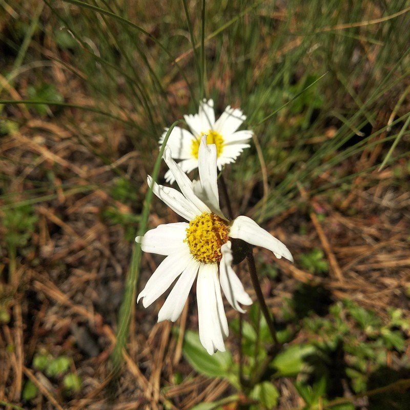 Selloa plantaginea photo 4