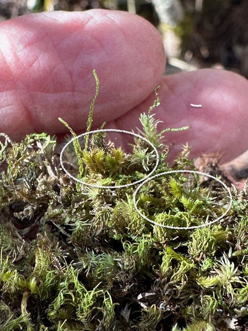 Sematophyllum Moss