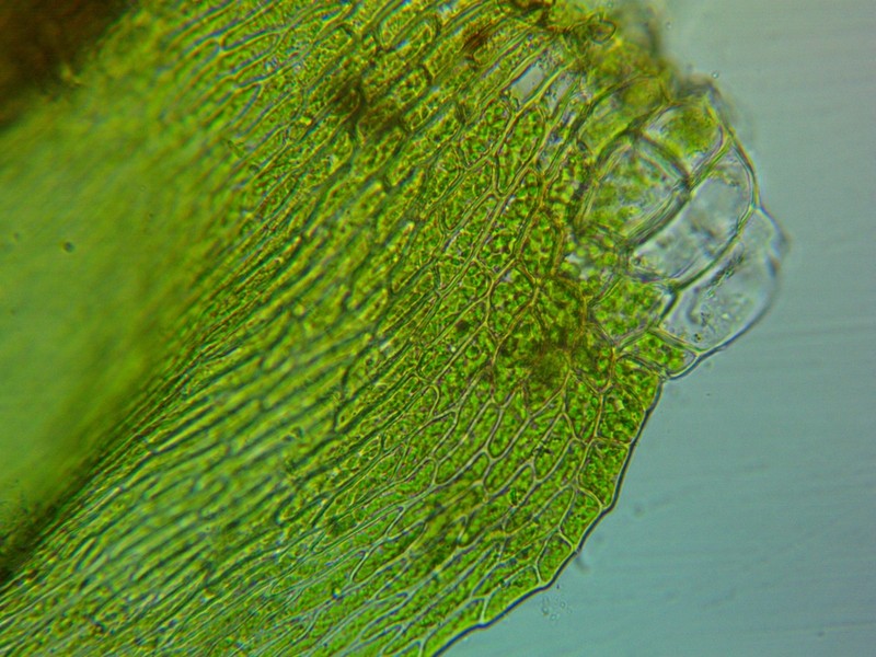 Sematophyllum Moss photo 2
