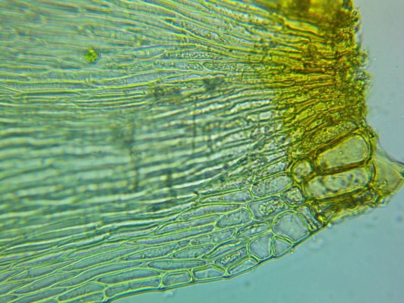Sematophyllum Moss photo 3