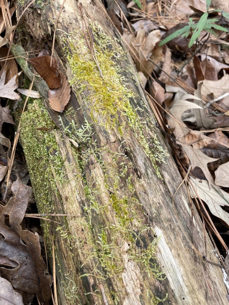 Sematophyllum Moss photo 4