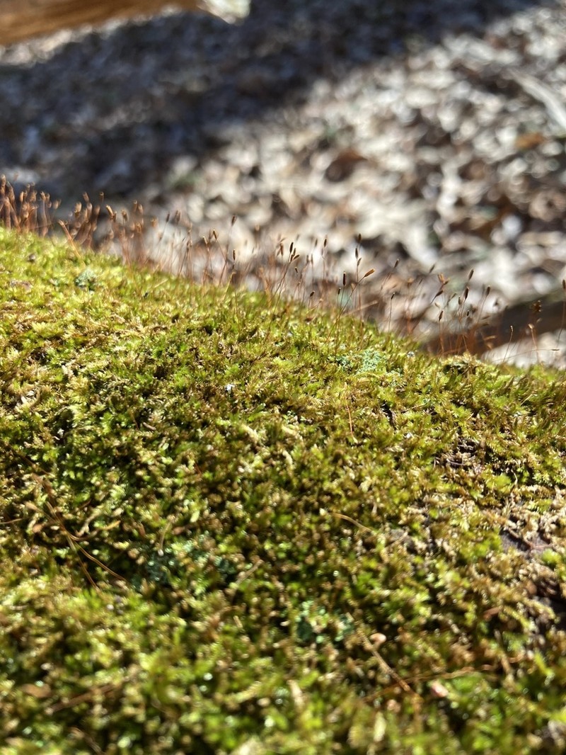 Sematophyllum Moss photo 5