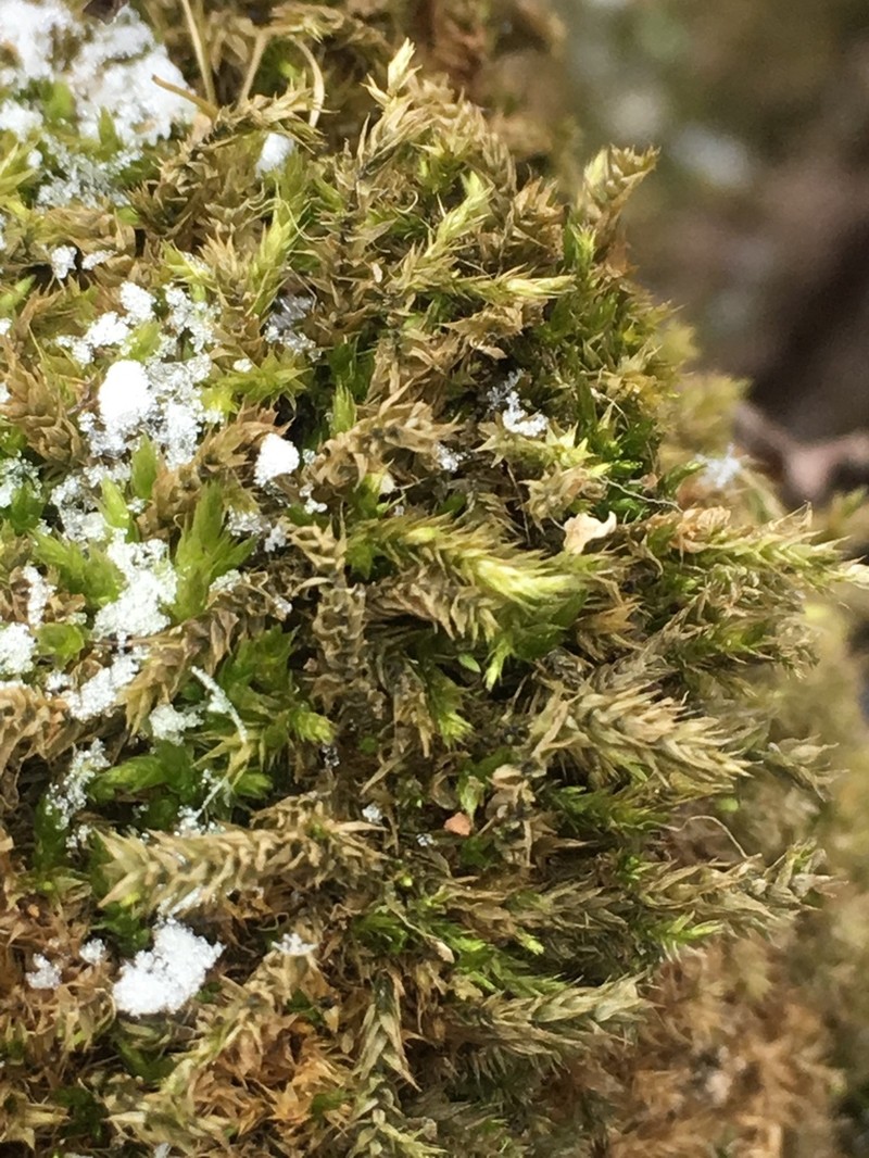Sematophyllum Moss photo 6
