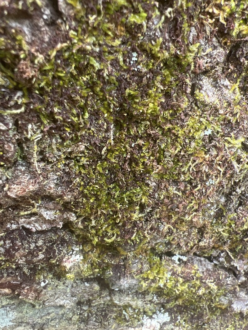 Sematophyllum Moss photo 7