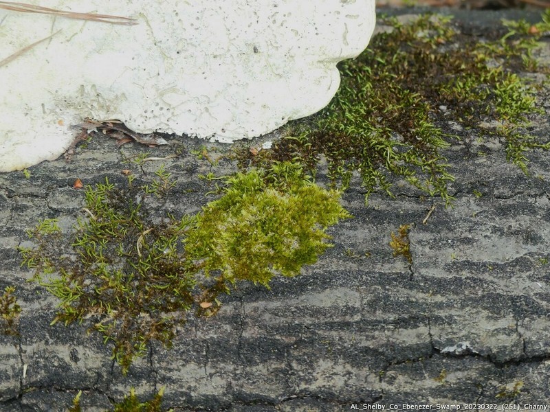 Sematophyllum Moss photo 8