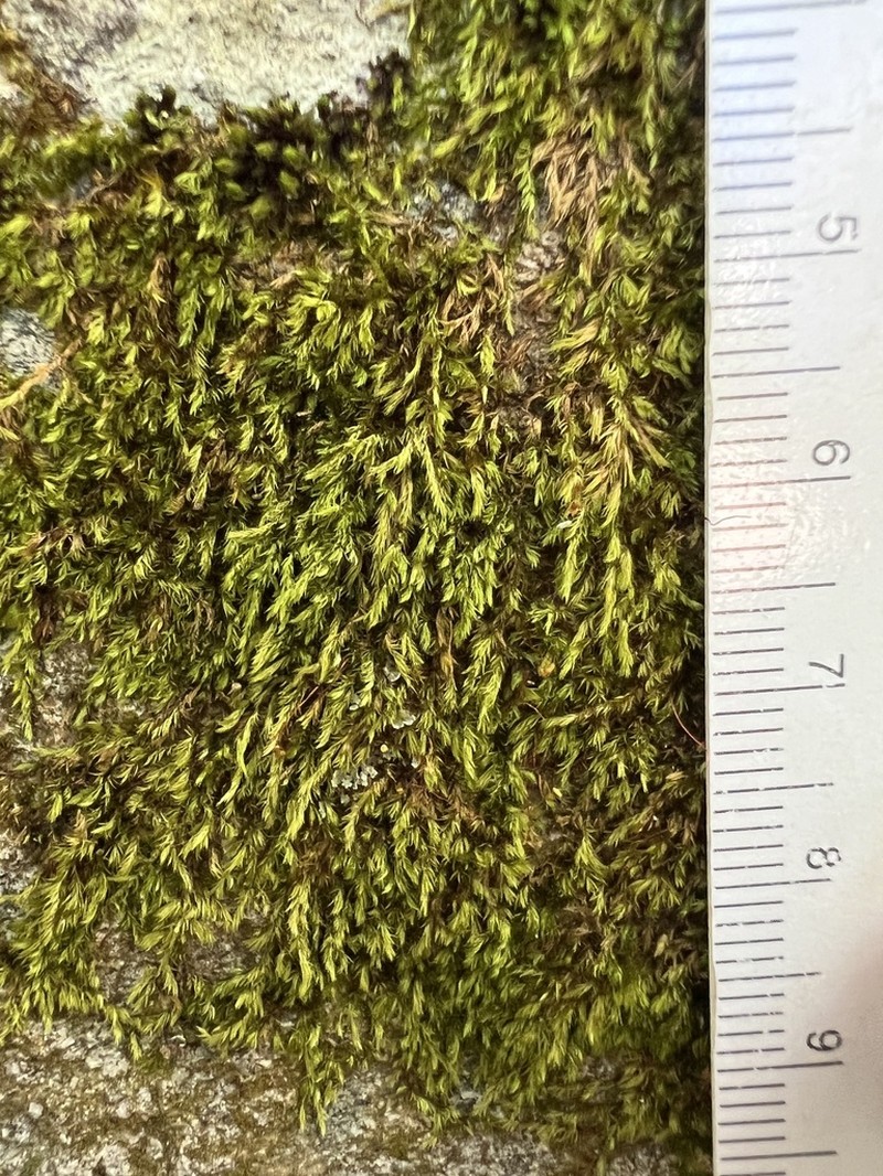 Sematophyllum Moss