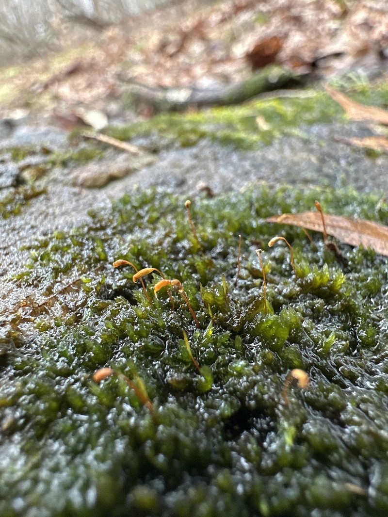 Sematophyllum Moss photo 2