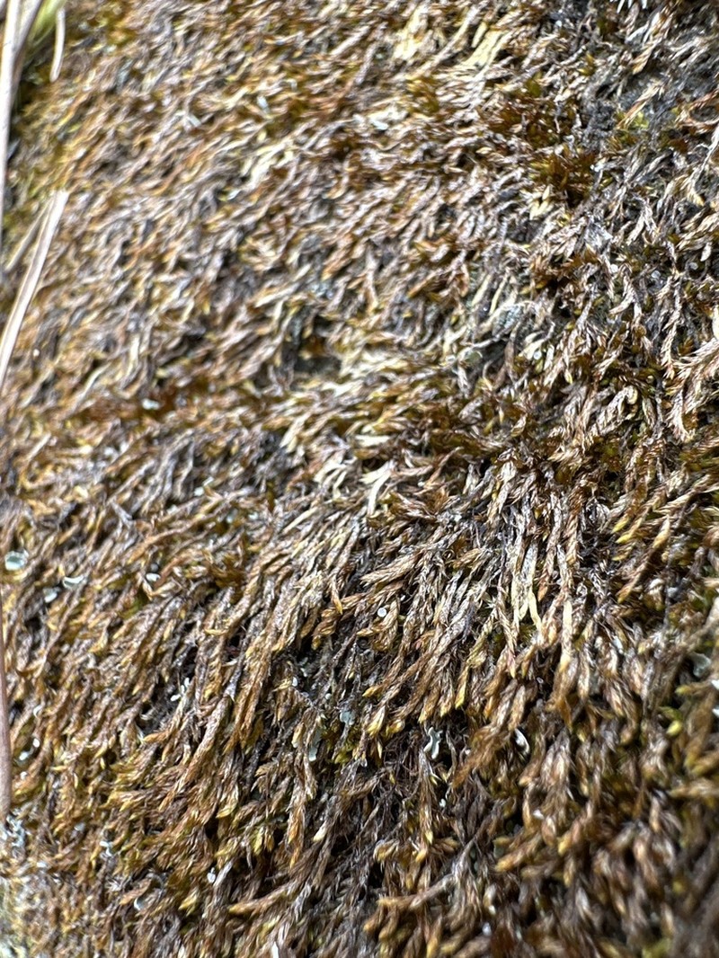 Sematophyllum Moss photo 3