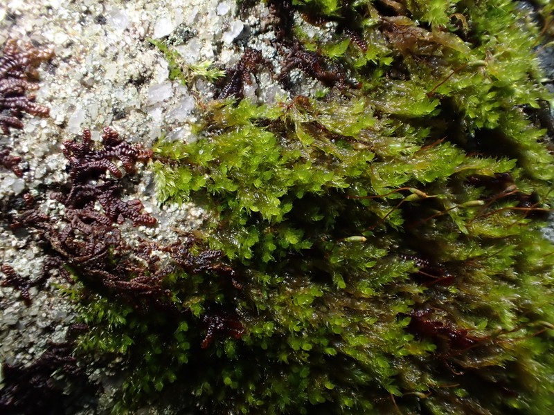 Sematophyllum Moss photo 4