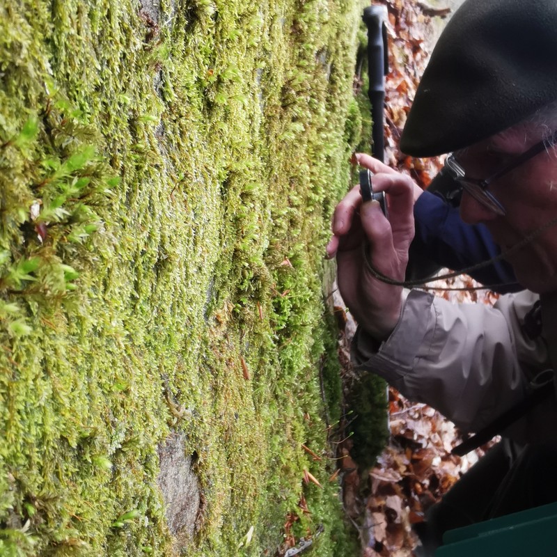 Sematophyllum Moss photo 5