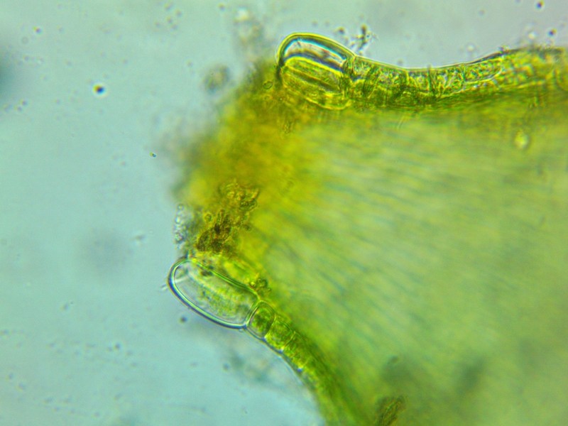 Sematophyllum Moss photo 6