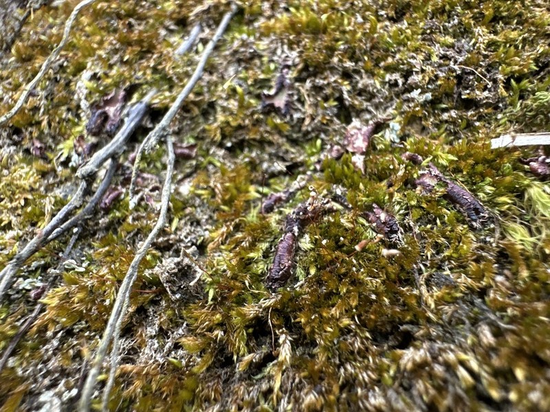 Sematophyllum Moss photo 7