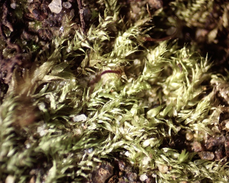 Sematophyllum Moss photo 8