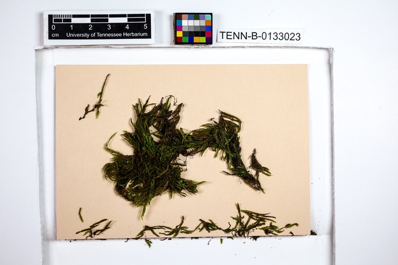 Maryland Sematophyllum Moss photo 2