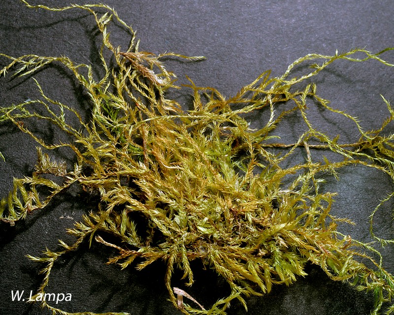 Maryland Sematophyllum Moss photo 3