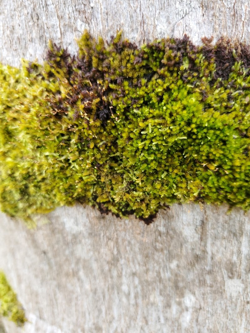 Sematophyllum Moss